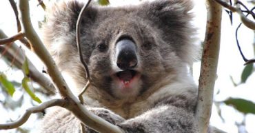happy koala